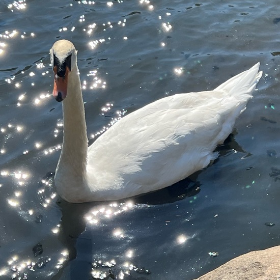 Höckerschwan: Tier im Habitat Park in der NatureSpots App