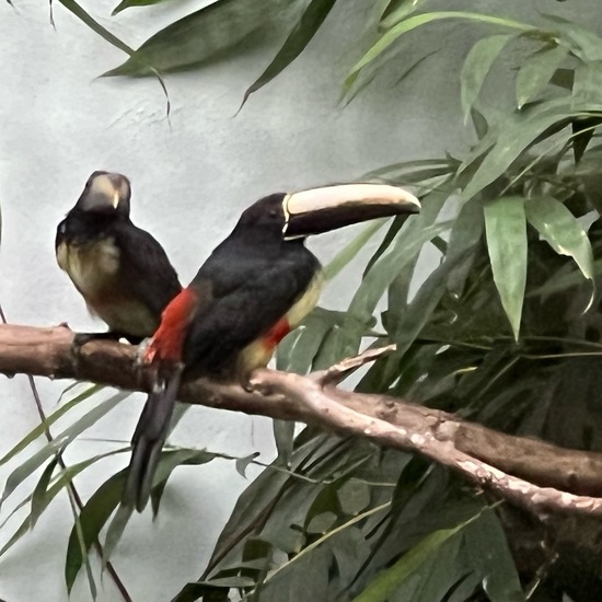 Schwarzkehlarassari: Tier im Habitat Zoo/Gehege in der NatureSpots App