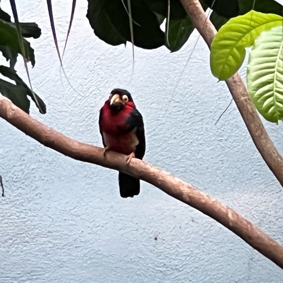 Senegal-Furchenschnabel: Tier im Habitat Zoo/Gehege in der NatureSpots App