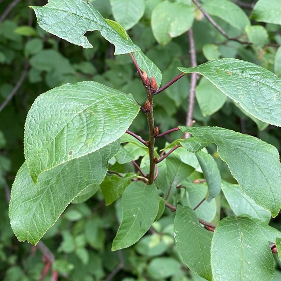 Gewöhnliche Traubenkirsche: Pflanze im Habitat Park in der NatureSpots App