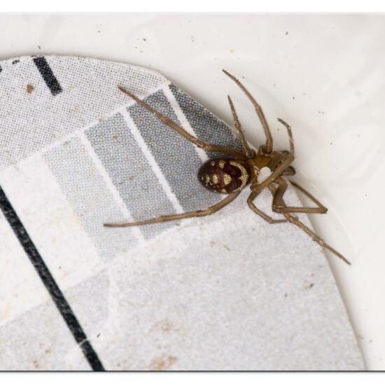 Steatoda grossa: Animal in habitat Living space or Indoor in the NatureSpots App