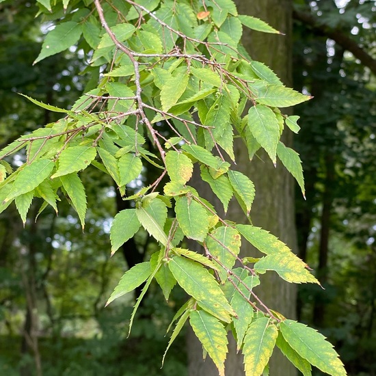 Zelkova serrata: Plant in habitat Park in the NatureSpots App