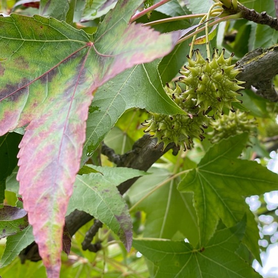 Amerikanischer Amberbaum: Pflanze im Habitat Park in der NatureSpots App