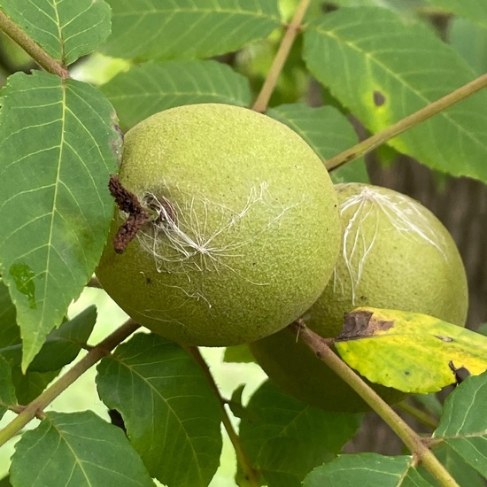 Schwarznuss: Pflanze im Habitat Park in der NatureSpots App