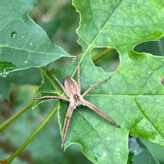 Listspinne: Tier im Habitat Park in der NatureSpots App