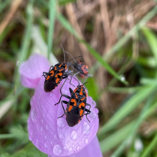 Knappe (Wanze): Tier im Habitat Park in der NatureSpots App