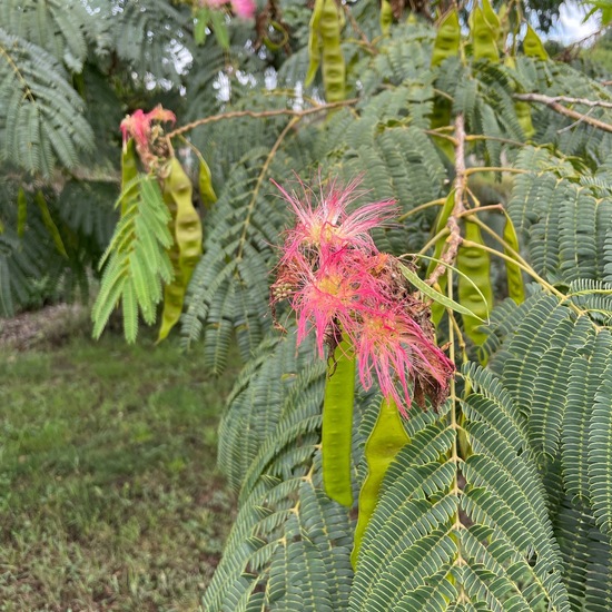 Seidenbaum: Pflanze im Habitat Stadt und Garten in der NatureSpots App