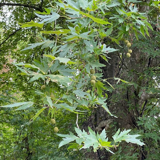 Morgenländische Platane: Pflanze im Habitat Park in der NatureSpots App