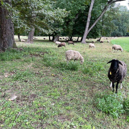 Schafe: Tier im Habitat Park in der NatureSpots App