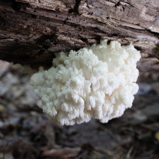 Stachelbärte: Pilz im Habitat Wald der gemäßigten Breiten in der NatureSpots App