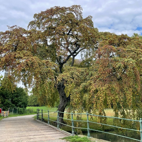 Hänge-Buche: Pflanze im Habitat Park in der NatureSpots App