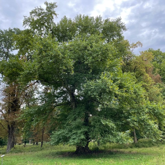 Morgenländische Platane: Pflanze im Habitat Park in der NatureSpots App