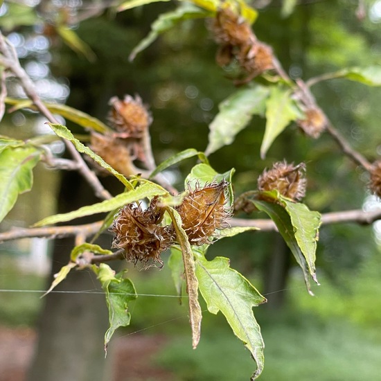 Fagus sylvatica: Plant in habitat Park in the NatureSpots App