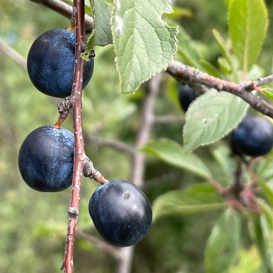 Schlehdorn: Pflanze im Habitat Grasland und Büsche in der NatureSpots App