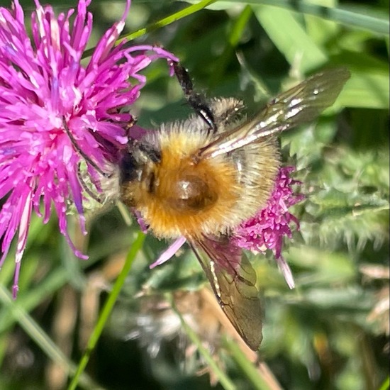 Ackerhummel: Tier im Habitat Garten in der NatureSpots App