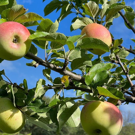 Malus domestica: Pflanze im Habitat Anderes Agrarhabitat in der NatureSpots App