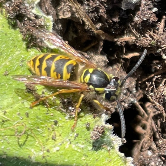 Gemeine Wespe: Tier im Habitat Garten in der NatureSpots App