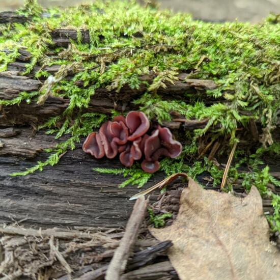 Ascocoryne cylichnium: Pilz im Habitat Borealer Nadelwald in der NatureSpots App