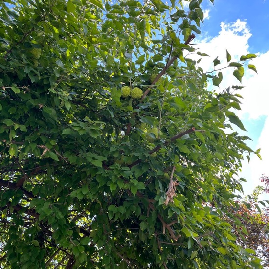 Milchorangenbaum: Pflanze im Habitat Garten in der NatureSpots App