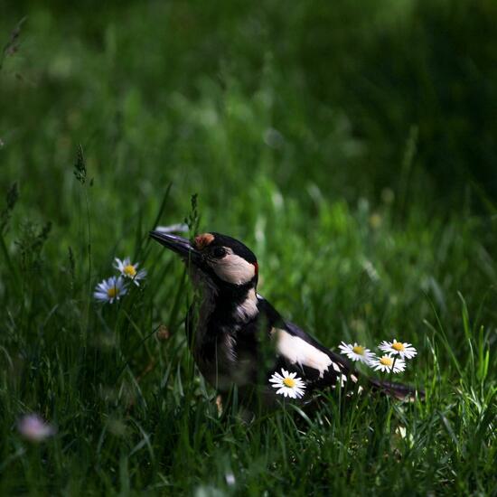 Buntspecht: Tier im Habitat Stadt und Garten in der NatureSpots App