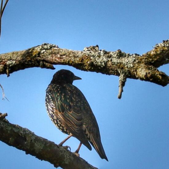 Common Starling: Animal in habitat Agricultural meadow in the NatureSpots App