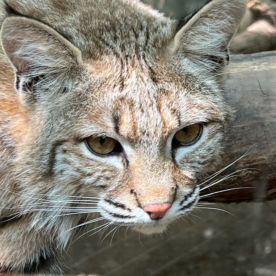Bobcat: Animal in habitat Zoo in the NatureSpots App