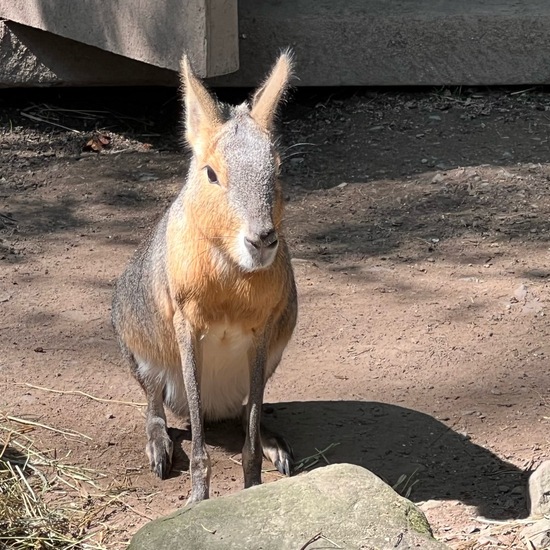 Capybara: Tier im Habitat Zoo/Gehege in der NatureSpots App