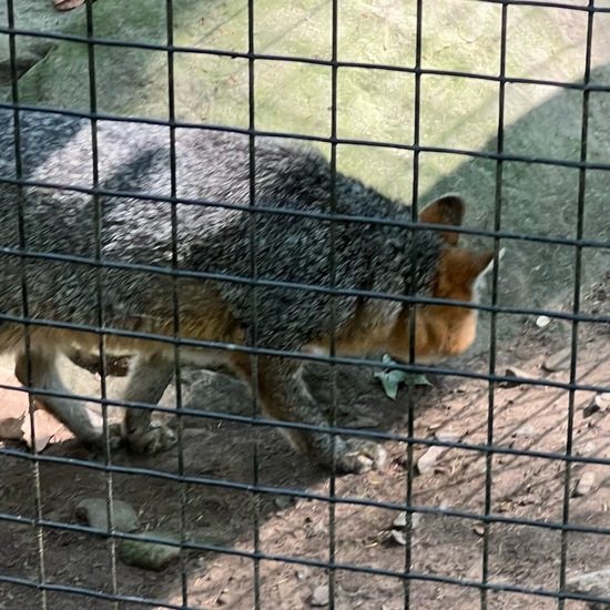 Gray fox: Animal in nature in the NatureSpots App