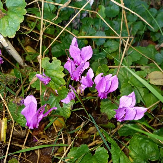 Alpenveilchen: Pflanze im Habitat Habitat manuell eingeben in der NatureSpots App