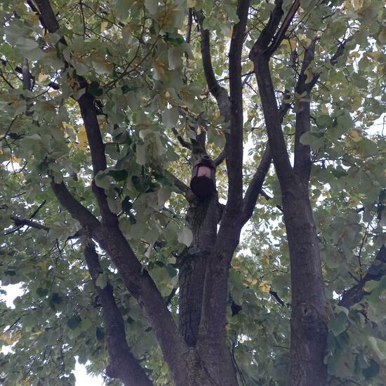 Haussperling: Tier im Habitat Strasse/Verkehr in der NatureSpots App