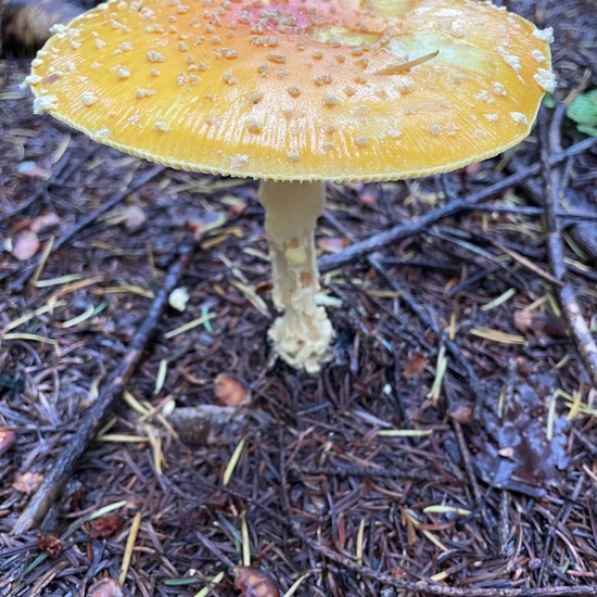 Amanita muscaria var. guessowii: Pilz in der Natur in der NatureSpots App