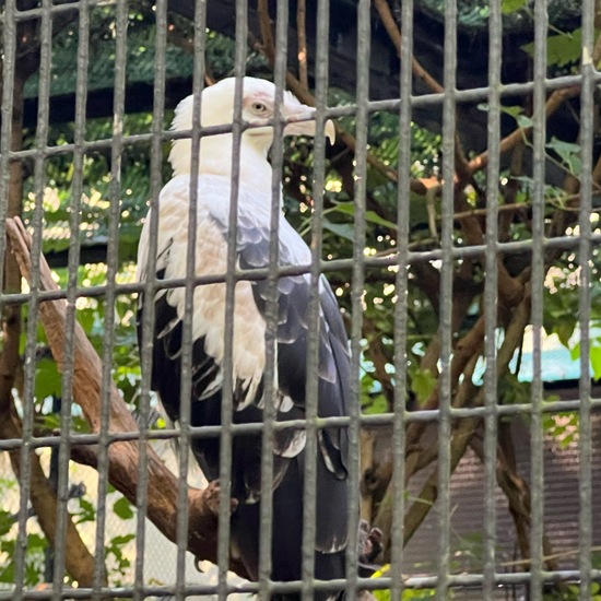 Palm-nut Vulture: Animal in habitat Zoo in the NatureSpots App