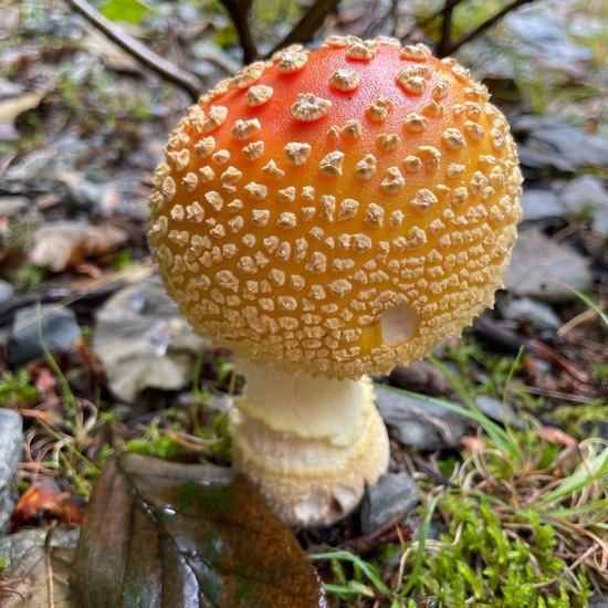 Amanita muscaria var. guessowii: Mushroom in habitat Boreal forest in the NatureSpots App