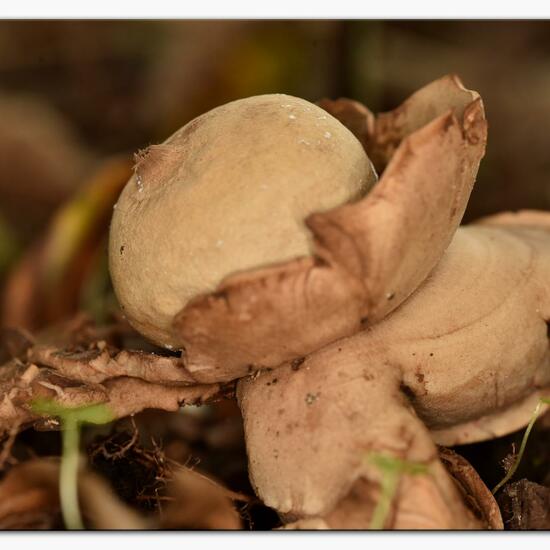 Halskrausen-Erdstern: Pilz im Habitat Industrie in der NatureSpots App