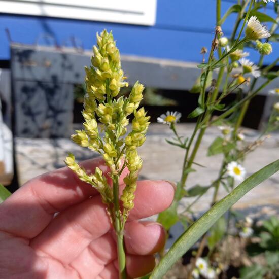 Sorghum bicolor subsp. verticilliflorum: Pflanze im Habitat Habitat manuell eingeben in der NatureSpots App