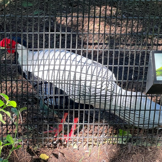 Silver Pheasant: Animal in habitat Zoo in the NatureSpots App