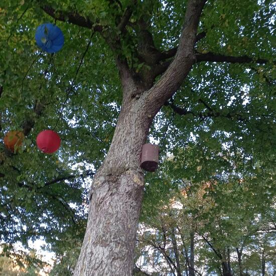 Haussperling: Tier im Habitat Strasse/Verkehr in der NatureSpots App