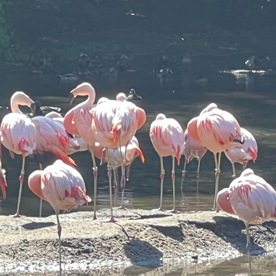 Chilean Flamingo: Animal in habitat Zoo in the NatureSpots App