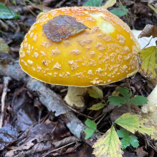 Amanita muscaria var. guessowii: Mushroom in nature in the NatureSpots App