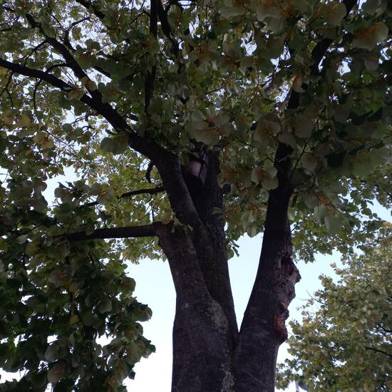 Haussperling: Tier im Habitat Strasse/Verkehr in der NatureSpots App