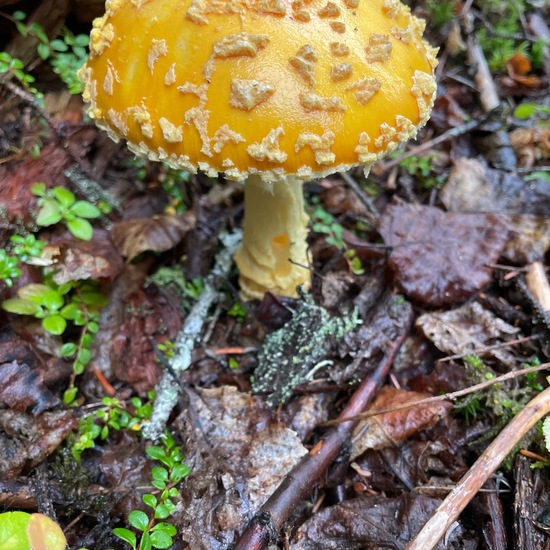 Amanita muscaria var. guessowii: Pilz in der Natur in der NatureSpots App