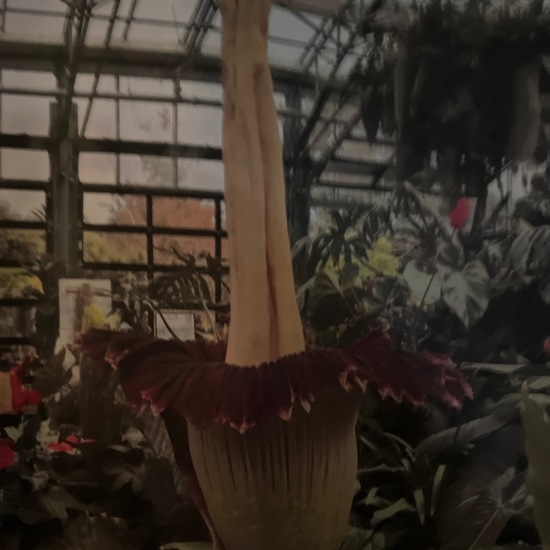 Amorphophallus titanum: Plant in nature in the NatureSpots App