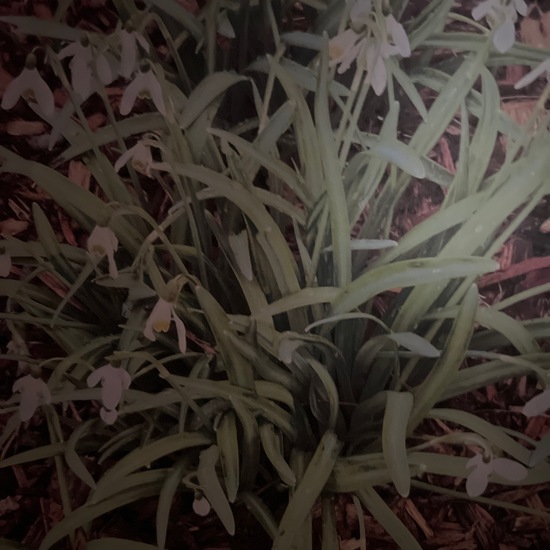 another species: Plant in nature in the NatureSpots App