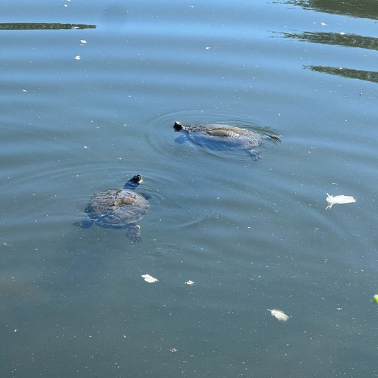 Schnappschildkröte: Tier im Habitat See in der NatureSpots App