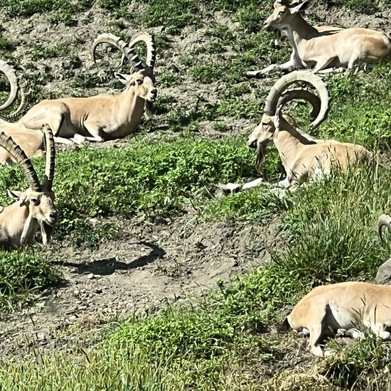 Nubian ibex: Animal in habitat Zoo in the NatureSpots App