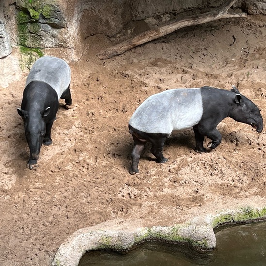 Schabrackentapir: Tier im Habitat Zoo/Gehege in der NatureSpots App