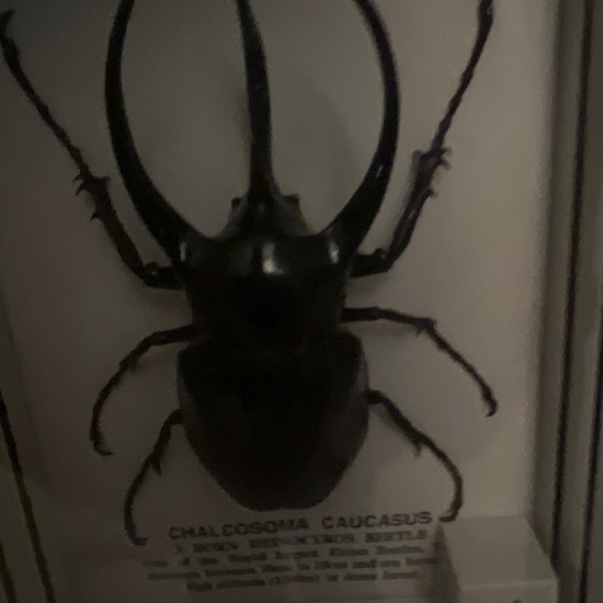 Chalcosoma chiron: Animal in nature in the NatureSpots App