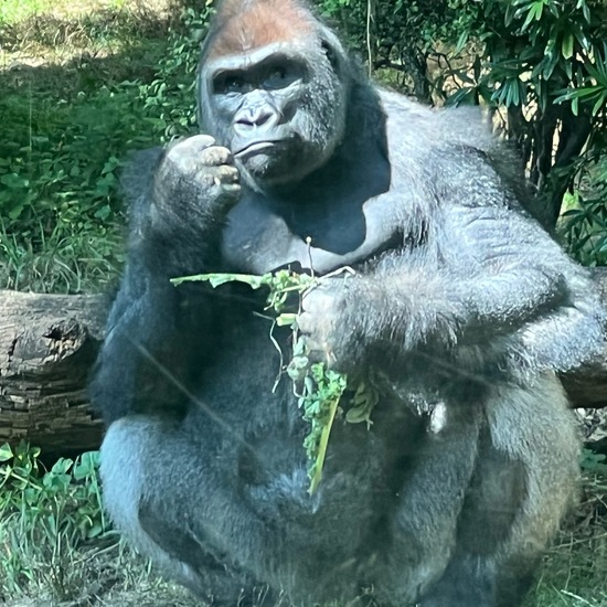 Gorilla gorilla gorilla: Animal in habitat Zoo in the NatureSpots App