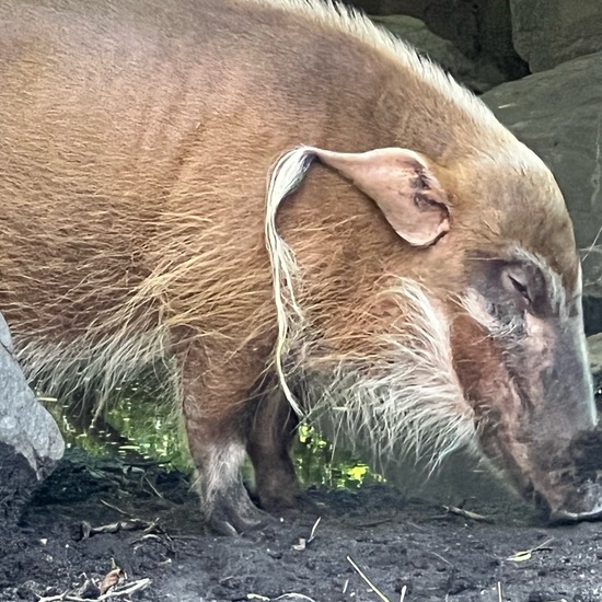 Red river hog: Animal in habitat Zoo in the NatureSpots App
