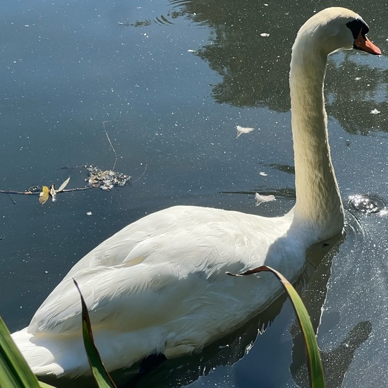 Höckerschwan: Tier im Habitat See in der NatureSpots App